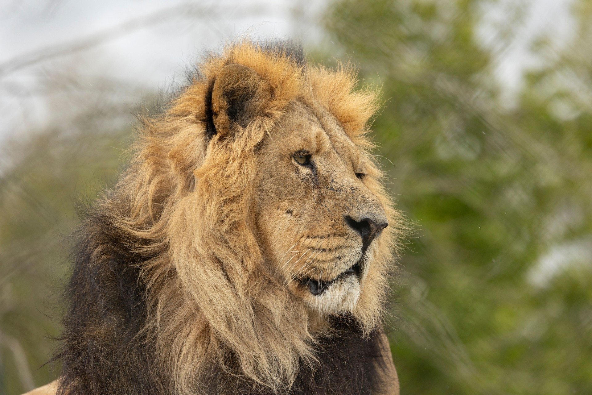 Majestic Lion Portrait With Thick Mane and Regal Expression